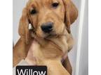 Willow