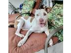 Adopt HEINZ a Staffordshire Bull Terrier, Mixed Breed