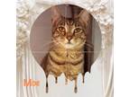 Adopt Moe a Domestic Short Hair