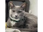 Adopt Smokey a Domestic Short Hair