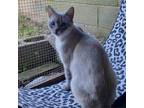 Adopt Edamame a Siamese