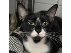 Adopt Zion a Domestic Short Hair