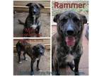 Adopt Rammer a Mixed Breed
