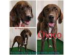 Adopt Choco a Mixed Breed