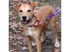 Adopt Scooby a Terrier