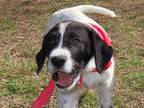 Adopt Toby 6915 a German Shorthaired Pointer, Mixed Breed