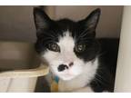 Adopt Oreo a Domestic Short Hair, Tuxedo