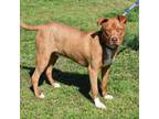 Adopt Hank a Staffordshire Bull Terrier