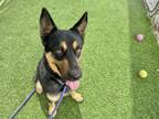 Adopt BIFF a German Shepherd Dog