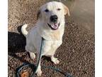 Adopt KEVIN a Labrador Retriever, Australian Cattle Dog / Blue Heeler