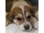 Adopt Jayden a Australian Shepherd