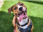 Adopt SALVADOR* a Pit Bull Terrier