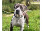 Adopt KANE a Pit Bull Terrier