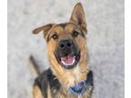 Adopt APOLLO a German Shepherd Dog