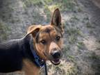 Adopt APOLLO a German Shepherd Dog
