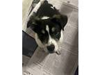 Adopt Trubel a Border Collie, Corgi