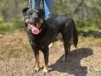 Adopt Astro a German Shepherd Dog, Rottweiler