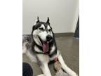 Adopt Ricky Bobby a Husky, Klee Kai