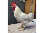 Adopt Dancer a Chicken