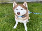 Adopt RAINIER a Siberian Husky