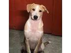 Adopt Simba **Courtesy Posting** a Labrador Retriever