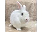 Adopt Reggie a Hotot