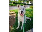 Adopt MARTIN a Anatolian Shepherd, Husky