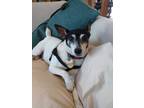 Adopt Wesley near Palm Springs CA a Toy Fox Terrier