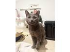 Adopt Oliver a Russian Blue