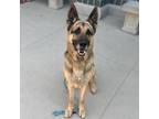 Adopt JAEGER a German Shepherd Dog