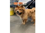 Adopt MOCHI a Chow Chow