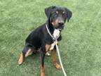 Adopt KEY NINE a Doberman Pinscher, Bearded Collie