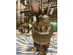 Adopt JACK LONDON a Bunny Rabbit