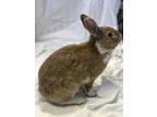 Adopt SVEN a Bunny Rabbit