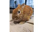 Adopt REESE a Bunny Rabbit