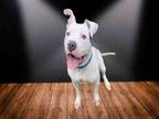 Adopt HIPSTER a Pit Bull Terrier