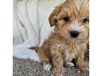 Maltipoo Puppy for sale in Raleigh, NC, USA