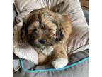 Shih-Poo Puppy for sale in Due West, SC, USA