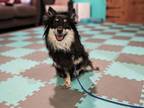 Adopt Tommy Tuna a Pomeranian