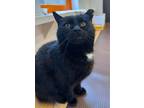 Adopt Velcro a Domestic Short Hair