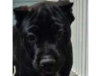 Cane Corso Puppy for sale in Dayton, OH, USA