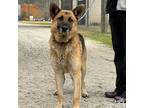 Adopt Chet a German Shepherd Dog, Shepherd