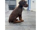 Doberman Pinscher Puppy for sale in Salem, IN, USA