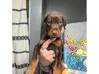 Doberman Pinscher Puppy for sale in Salem, IN, USA