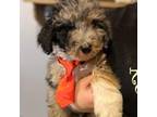 Mutt Puppy for sale in Billings, MT, USA