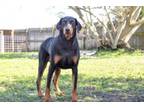 Adopt Nopey a Doberman Pinscher