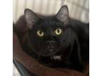 Adopt Kenickie a Domestic Short Hair