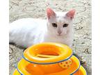 Adopt Alpine a Domestic Short Hair