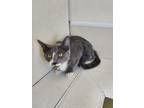 Adopt Jingles a Domestic Short Hair