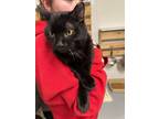 Adopt Lamar a Domestic Short Hair